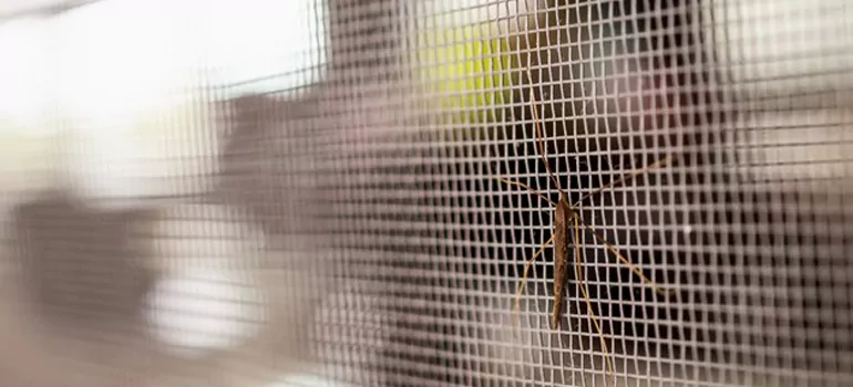 Repair Mosquito Mesh For Windows in Lutz, FL